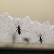 Mosquitoes' rapid spread poses threat beyond Zika