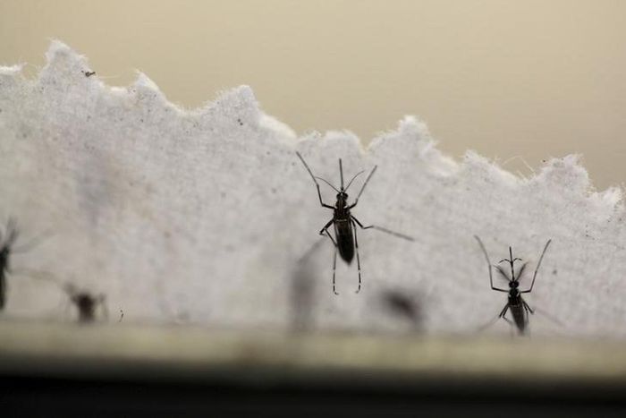 Aedes aegypti mosquitoes are seen at the Laboratory of Entomology and Ecology of the Dengue Branch of the U.S. Centers for Disease Control and Prevention in San Juan, March 6, 2016.