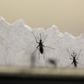 Aedes aegypti mosquitoes are seen at the Laboratory of Entomology and Ecology of the Dengue Branch of the U.S. Centers for Disease Control and Prevention in San Juan, March 6, 2016.