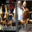 China's dog meat festival raises hackles of fans and opponents
