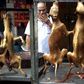 China's dog meat festival raises hackles of fans and opponents