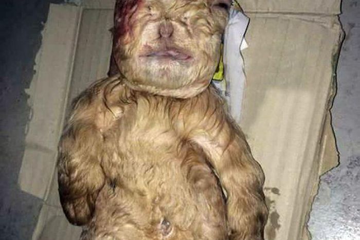 See photo of goat that has a human face