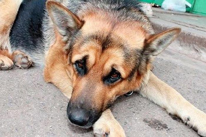 Day-old baby fed to dog