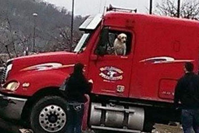 Dog goes viral after driving Lorry into a petrol station