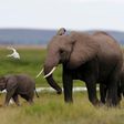 Elephant poaching in Africa down, but still far too high: CITES