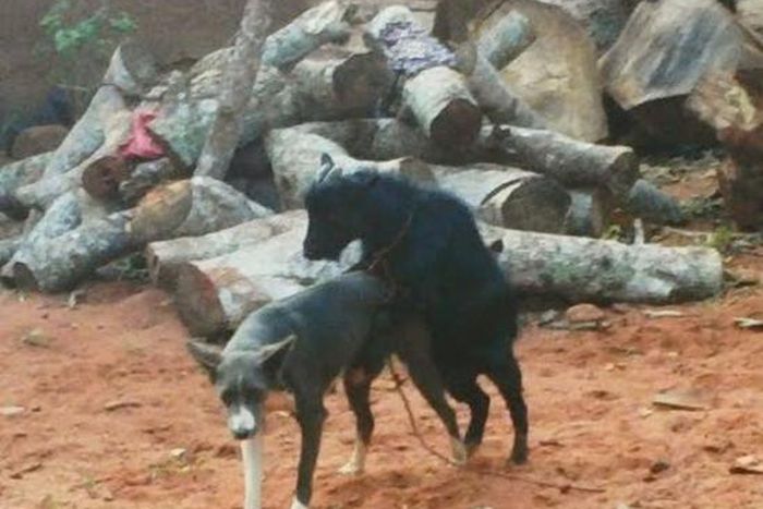 A goat having sex with a dog