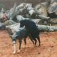 A goat having sex with a dog