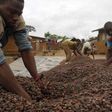 Farmers urge govts to encourage cocoa farming
