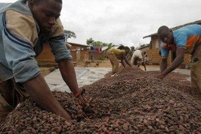 Farmers urge govts to encourage cocoa farming