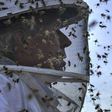 "Sweet business" of beekeeping helps protect Zimbabwe's forests