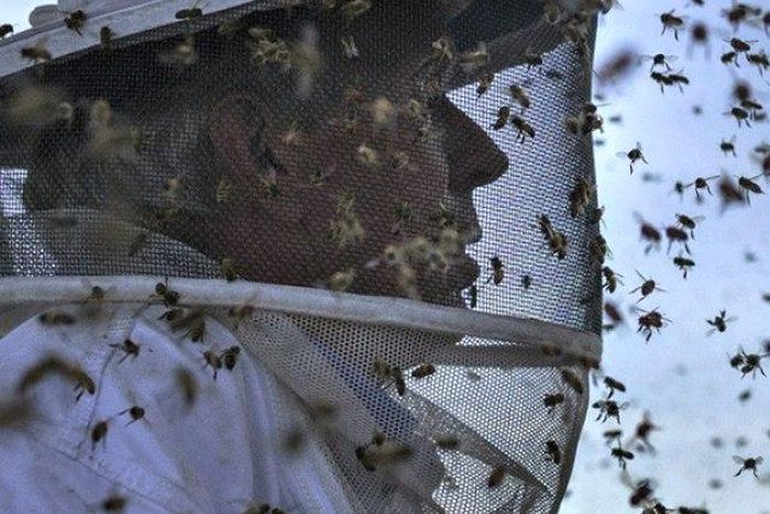 "Sweet business" of beekeeping helps protect Zimbabwe's forests