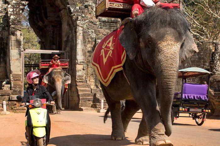 Sambo the elephant giving rides at the Bayon Angkor Wat
