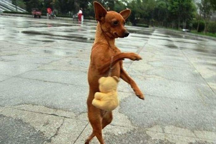 10 kinds of people you probably met in secondary school [represented by dogs]