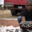 A farmer picks up cocoa beans while spreading them to dry on an open ground in Iragbiji village, southwest Nigeria August 25, 2014.