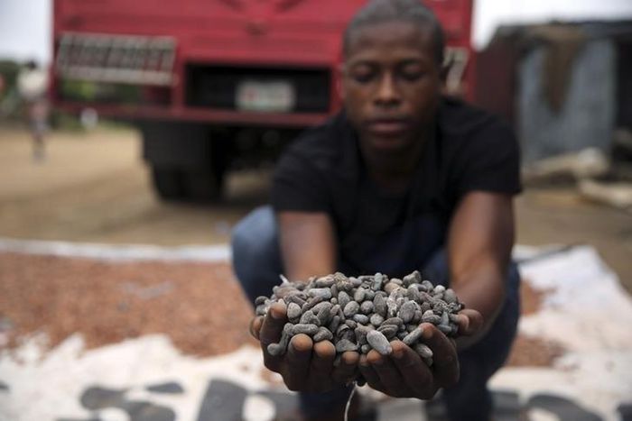 A farmer picks up cocoa beans while spreading them to dry on an open ground in Iragbiji village, southwest Nigeria August 25, 2014.