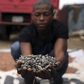 A farmer picks up cocoa beans while spreading them to dry on an open ground in Iragbiji village, southwest Nigeria August 25, 2014.