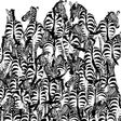 Can you find the Badger within these Zebras?