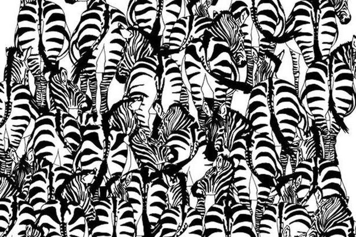 Can you find the Badger within these Zebras?