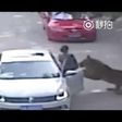 Tiger attacks woman in Chinese Safari