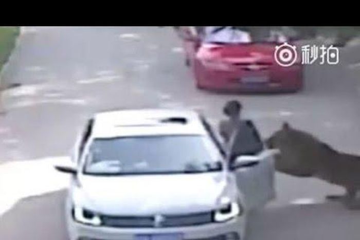 Tiger attacks woman in Chinese Safari
