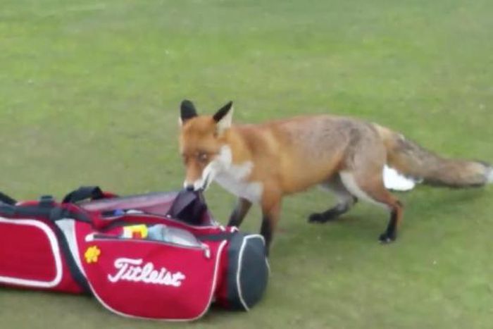 Fox caught on camera stealing bag from English golfers