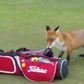 Fox caught on camera stealing bag from English golfers