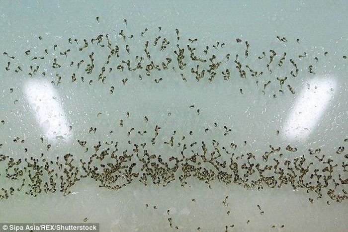 China's 'mosquito factory' aims to wipe out Zika, other diseases