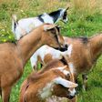 Jigawa Govt. empowers women with 660 goats