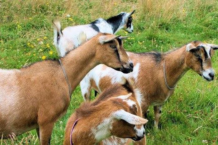 Jigawa Govt. empowers women with 660 goats