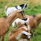 Jigawa Govt. empowers women with 660 goats