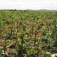 A typical farmland