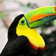 Toucan bird