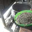 IDP camp uses weed leaf for soup [PHOTO]