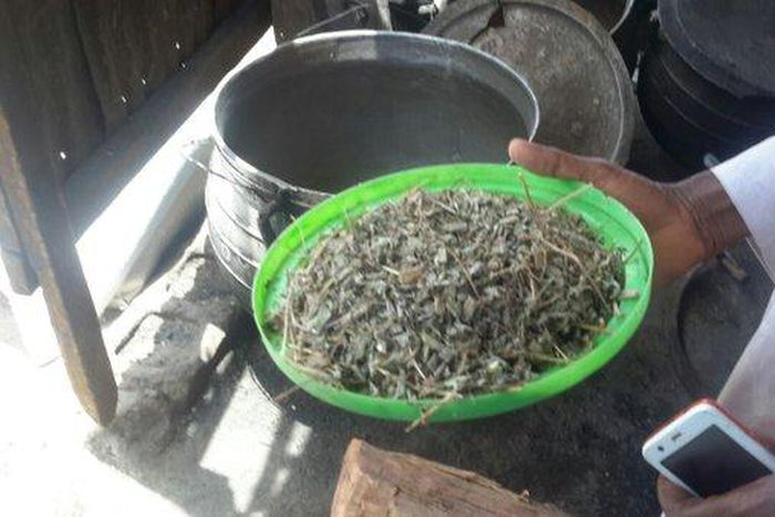 IDP camp uses weed leaf for soup [PHOTO]