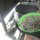 IDP camp uses weed leaf for soup [PHOTO]
