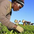 A woman picks tea leaves at a plantation in Nandi Hills, in Kenya's highlands region west of capital Nairobi, November 5, 2014.