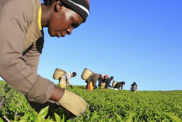 A woman picks tea leaves at a plantation in Nandi Hills, in Kenya's highlands region west of capital Nairobi, November 5, 2014.