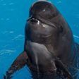 Bubbles (pictured) had been at SeaWorld San Diego in California for almost 30 years.