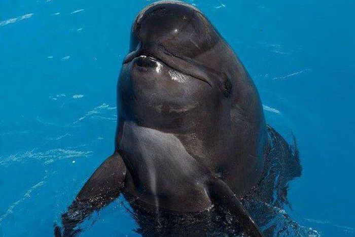 Bubbles (pictured) had been at SeaWorld San Diego in California for almost 30 years.