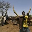 Herders suffer as Nigeria army shuts cattle trade to fight Boko Haram