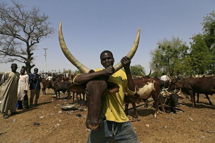 Herders suffer as Nigeria army shuts cattle trade to fight Boko Haram