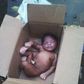 The baby in the carton