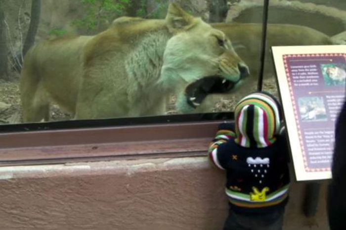 Lioness filmed trying to EAT little boy