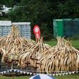 Kenya Wildlife Service (KWS) rangers stand guard near stacks of elephant tusks, part of an estimated 105 tonnes of confiscated ivory from smugglers and poachers to be burnt at the Nairobi National Park near Nairobi, Kenya, April 30, 2016. REUTERS/Thoma...