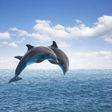 5 dolphins wanted for service in the military