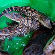 Rare baby Siamese crocodiles are seen at Thmor Daun Pove's natural resource protection community in Kho Kong province, 400 km (249 miles) southwest of Phnom Penh, June 19, 2010.