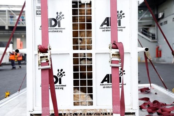A former circus lion looks from inside his cage while preparing for transportation to a private sanctuary in South Africa, during an airlift organized by Animal Defenders International in Callao, Peru, April 29, 2016.
