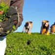 A woman picks tea leaves at a plantation in Nandi Hills, in Kenya's highlands region west of capital Nairobi, November 5, 2014.