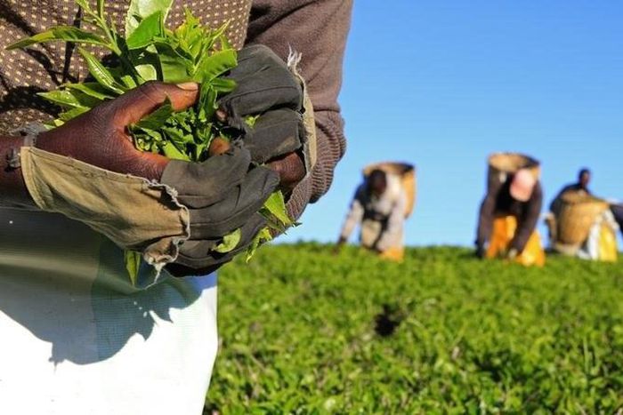 A woman picks tea leaves at a plantation in Nandi Hills, in Kenya's highlands region west of capital Nairobi, November 5, 2014.