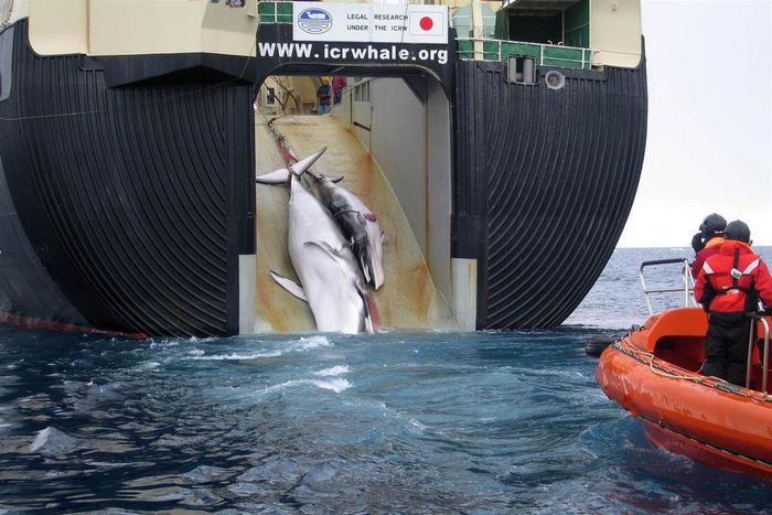Japan whaling fleet returns from Antarctic hunt with 333 whales